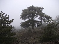 Monte_Gallo_Galvarina - 20100515 095.jpg